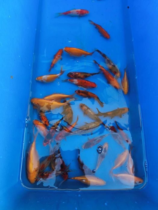 Kolorowe karasie, shubunkin, długa płetwa mix kolorów 7cm