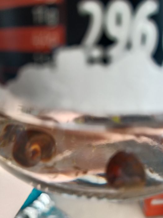 Oddam ślimaki do akwarium