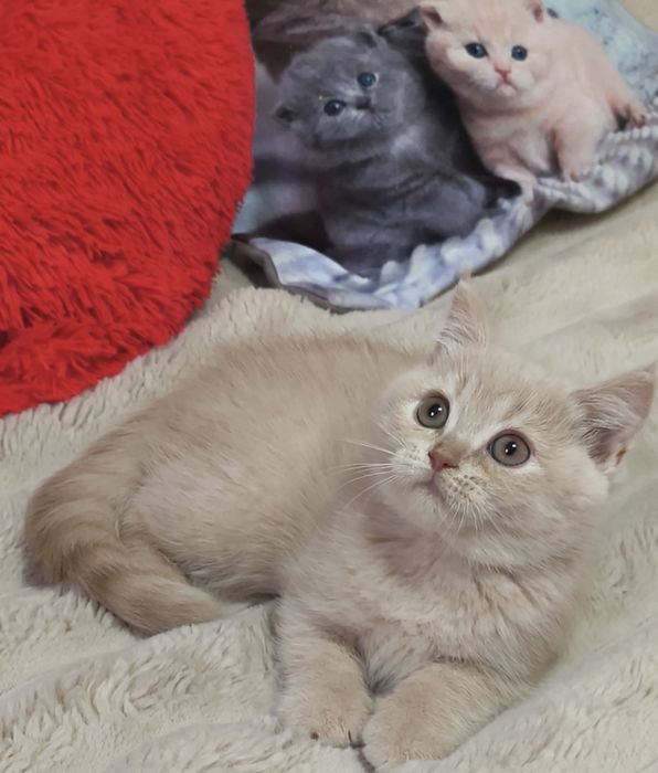 Котята. Кошенята. Котики