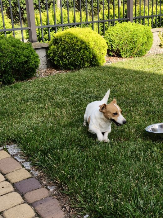 Sunia Jack Russell Terrier