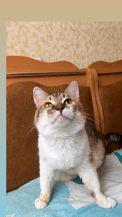 Отдам кошку трехцветку, стерилизована, 1,5 года