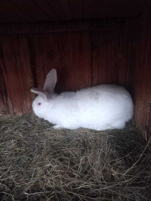 króliki termondzkie