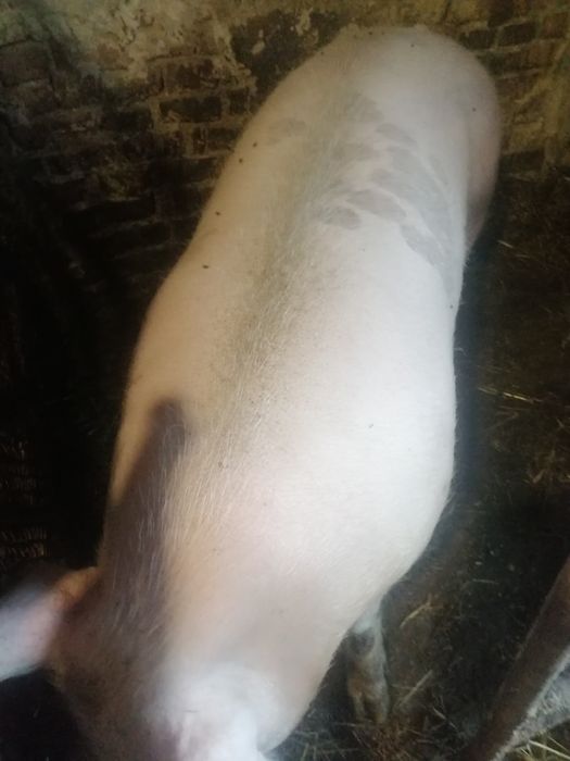 Продам живою вагою свиню