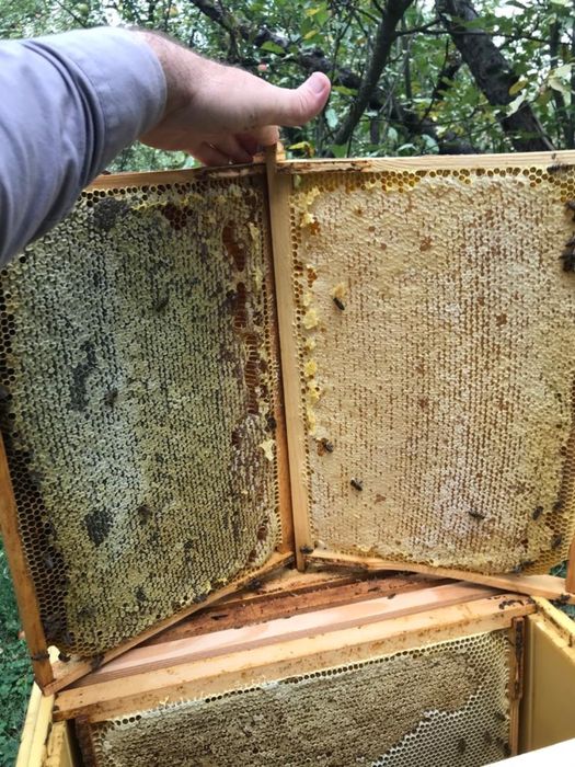 Бджолопакети Карніка Скленар ( Carnica Sklenar) пчелопакеты