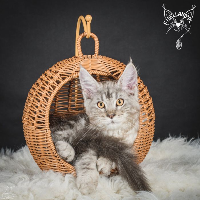 Srebrny maine coon
