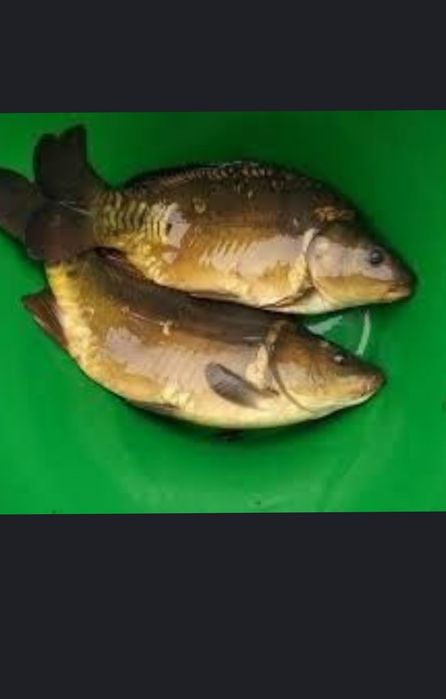 Ryby narybek karp amur lin tolpyga jesiotr zloty karas pospolity