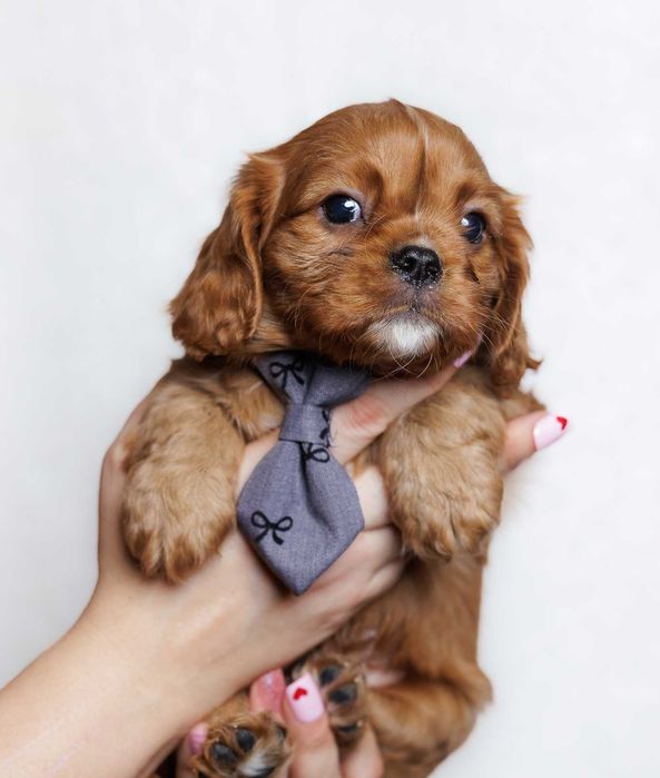 Cavalier King Charles Spaniel - Chłopczyk ruby