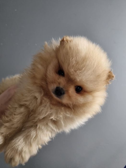 Szpic miniaturowy pomeranian