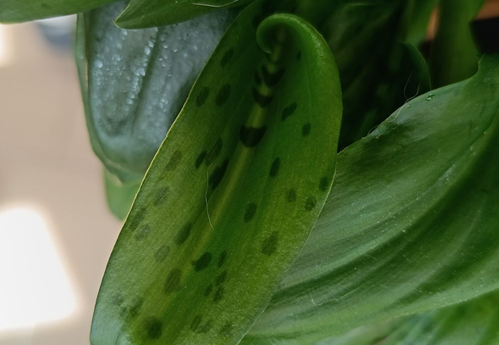 Planta leopardo em vaso de barro
