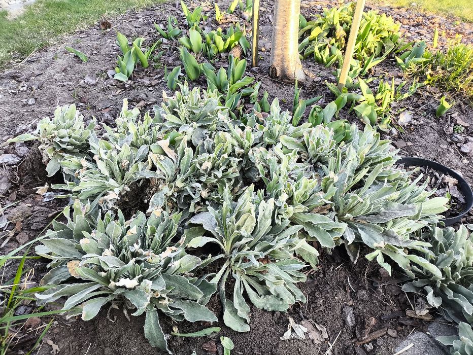 Firletka sadzonki 20 sztuk