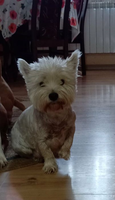 West Highland White Terrier