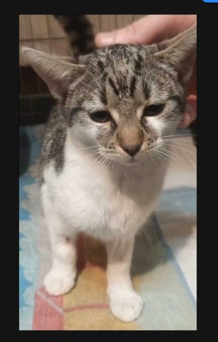 Karmelka – maleńka dusza błaga o dom i ludzkie ramiona