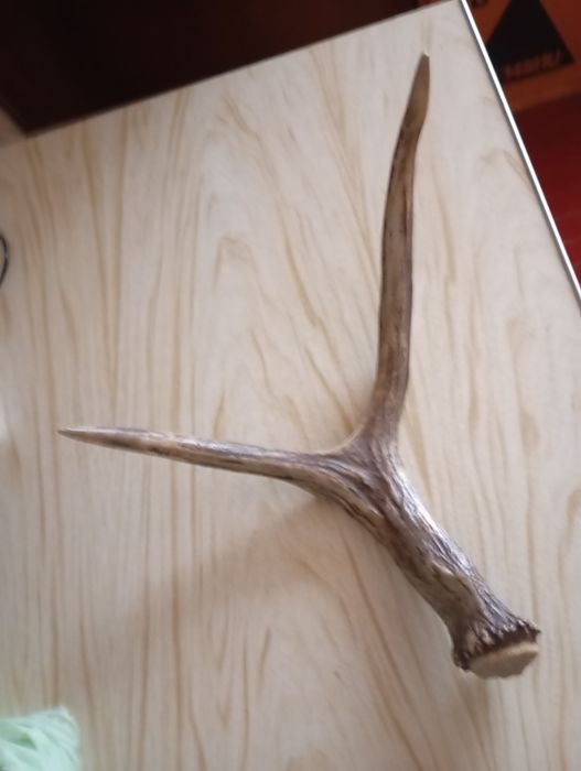 Рог оленя натуральний