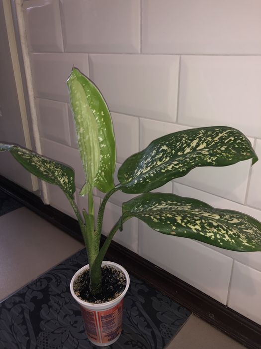 Диффенбахия деффинбахия пятнистая