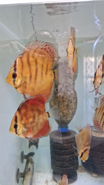 Discus juvenis red cover e turquesa
