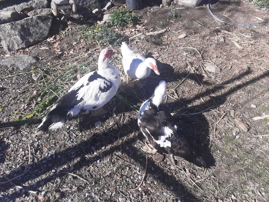 Patos mudos  adultos