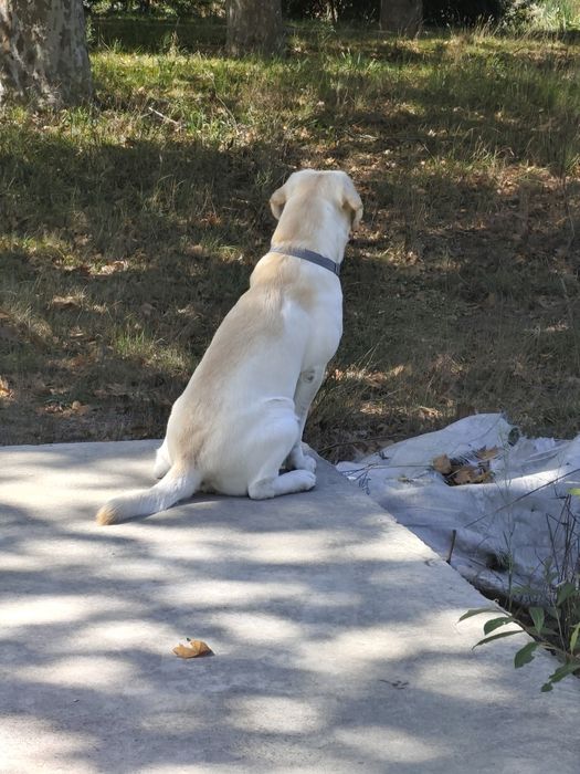 Labrador Seeks Girlfriend65048667808131123
