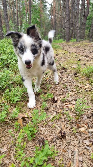 Border Collie suczka blue merle