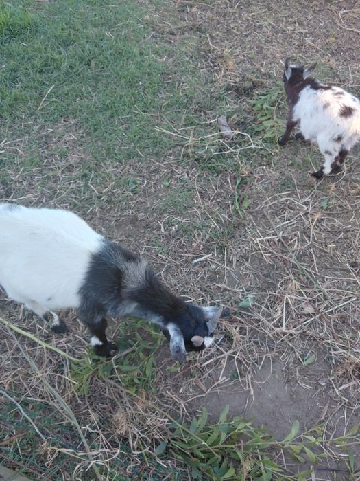 Duas cabras  machos