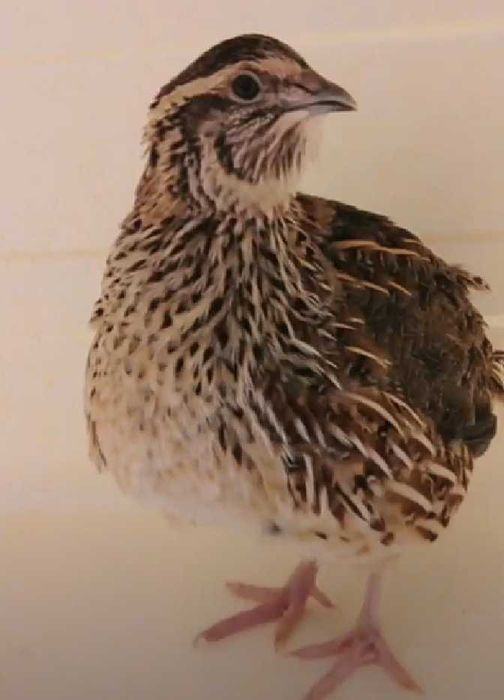 Ovos Galados e Codornizes de Várias Cores, Celadon