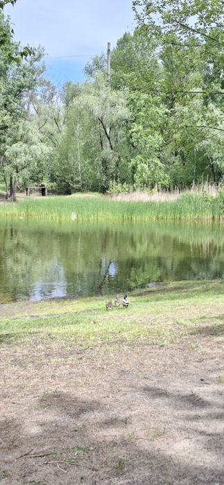 Продам земельну ділянку  біля соснового лісу та озера 3 занасип