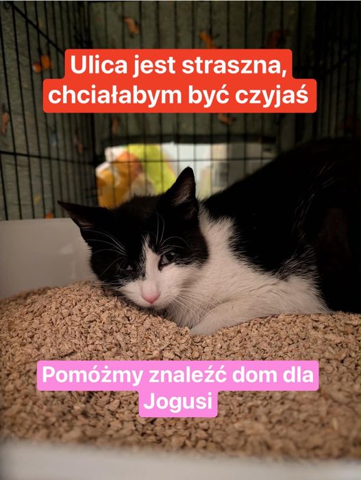 Bezdomna Jogusia szuka bezpiecznego domu