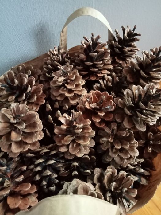 Sprzedam szyszki sosnowe