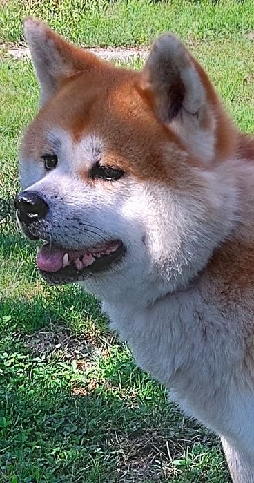 Акіта іну. Мачо.