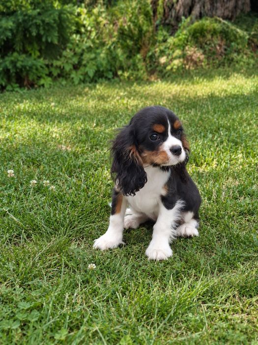 Cavalier King Charles spaniel dziewczynka śliczna