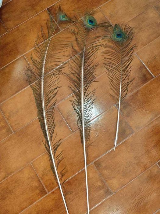Penas de pavão azul de 2026