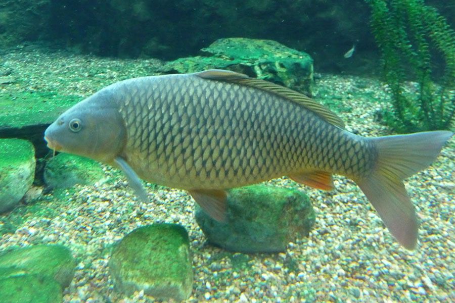 Karp pełnołuski / sazan / handlowy / hodowlany stawy Milickie Okazja !