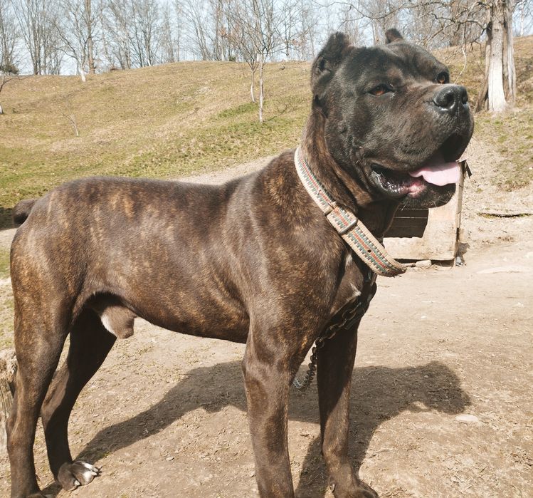 Продам Кане Корсо