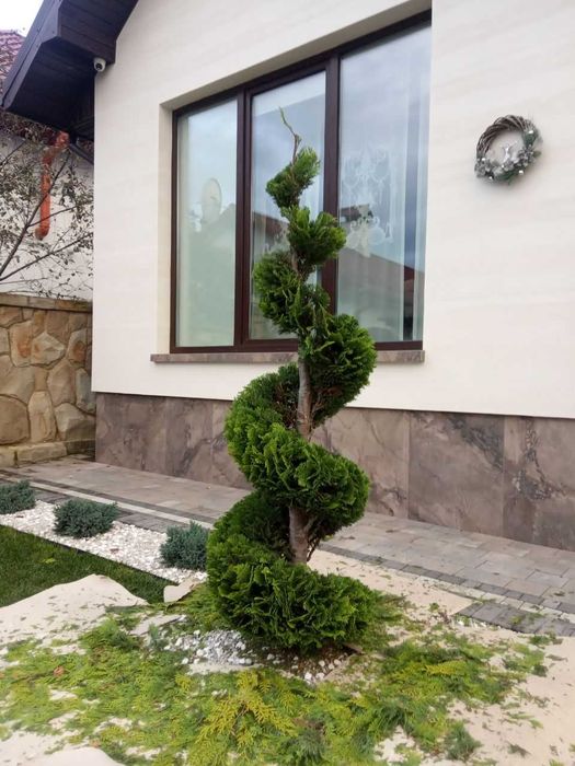 Стрижка рослин і туй