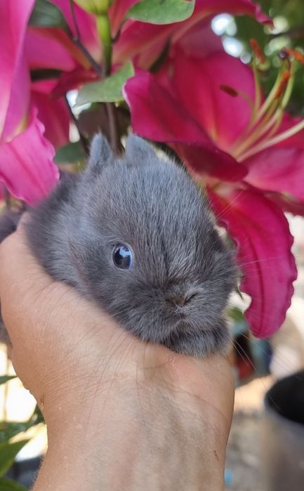 Coelhos anões mini lop