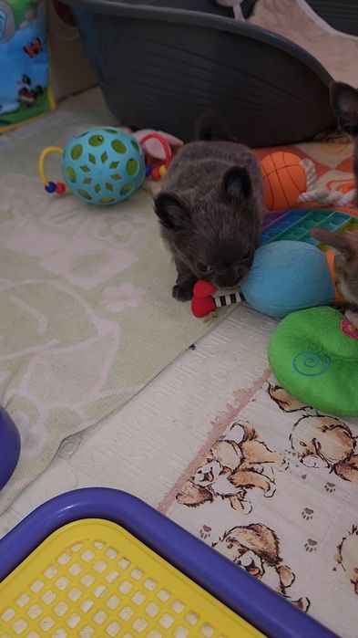 Щенки Чихуахуа!!!