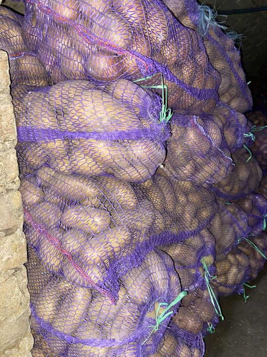 Продам домашню  картоплю