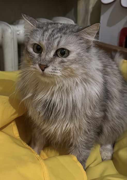 Молодая кошечка в хорошие руки