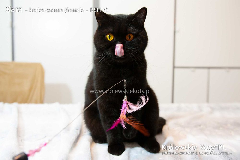Kotka brytyjska pohodowla czarna, rodowód FPL, championka
