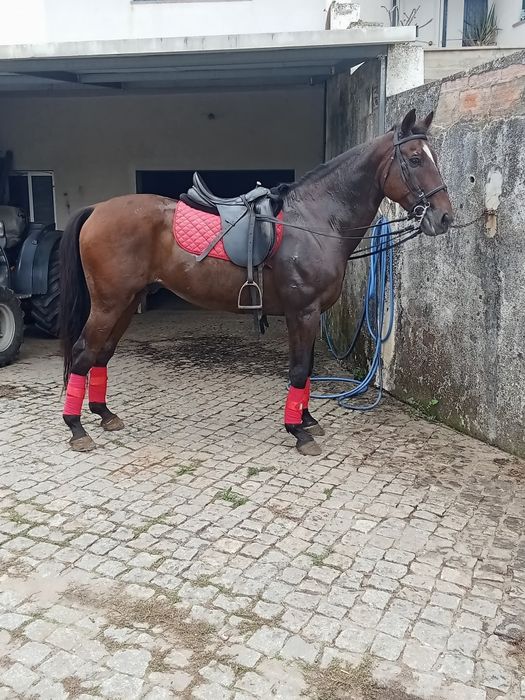 Cavalo castrado 16anos