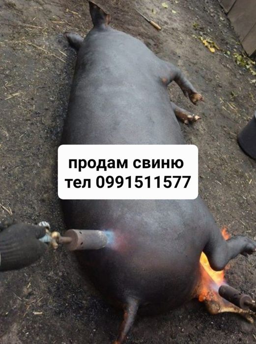 Мясо свиней домашніх