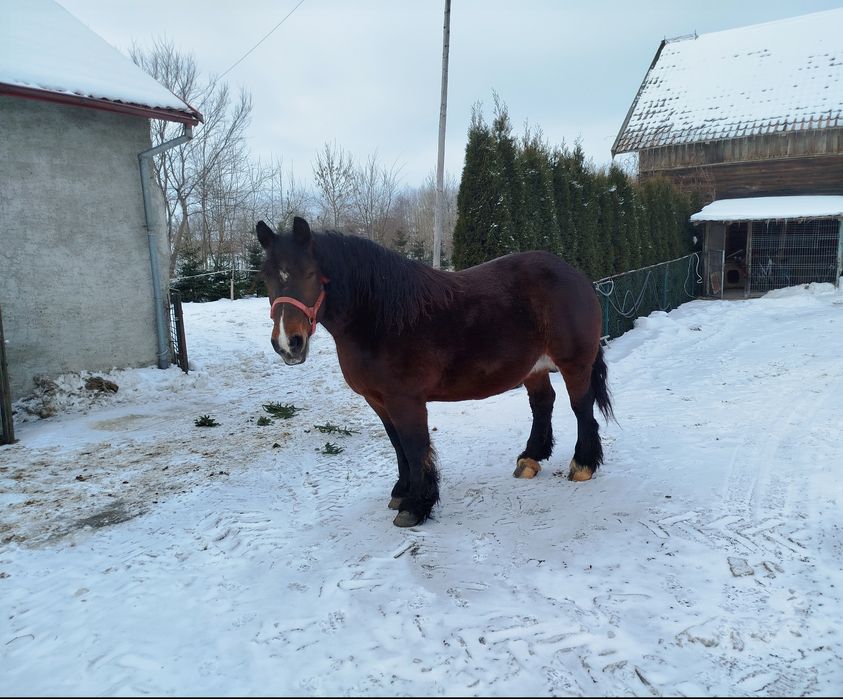 Klacz zimnokrwista źrebna