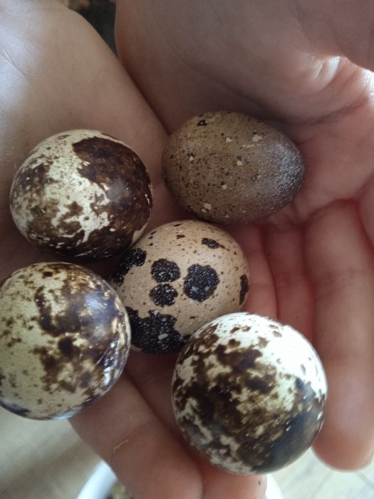 Перепилині яйця продам