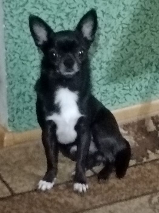 Вязка чихуахуа - Одесса