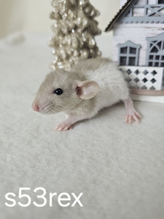 Szczurki kochane maluchy