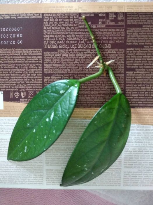 хоя черенок