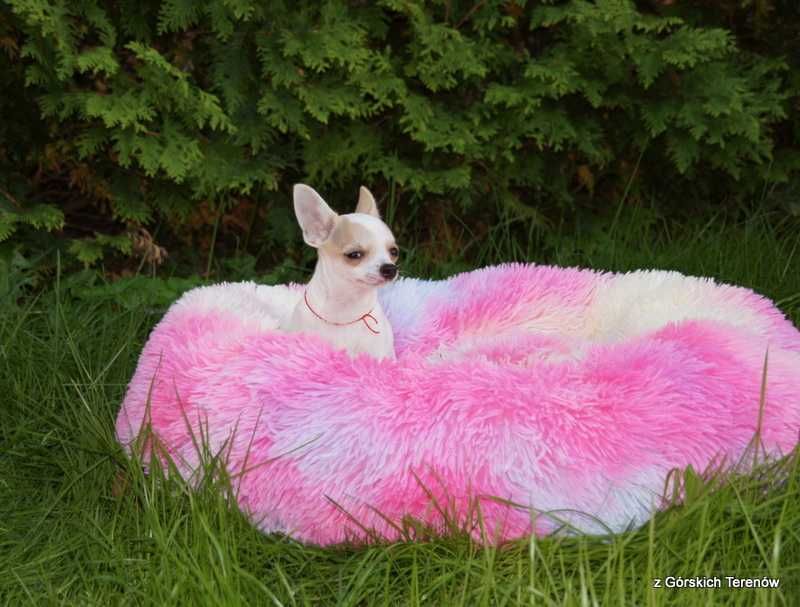 Chihuahua z rodowodem piesek