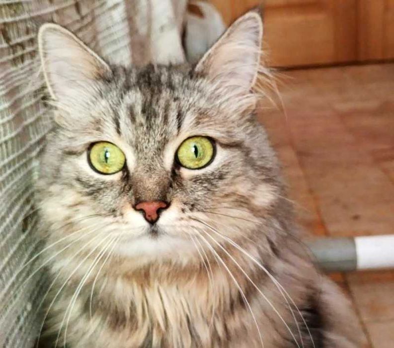 Шукаю дбайливу та недорогу перетримку для чарівної кішки