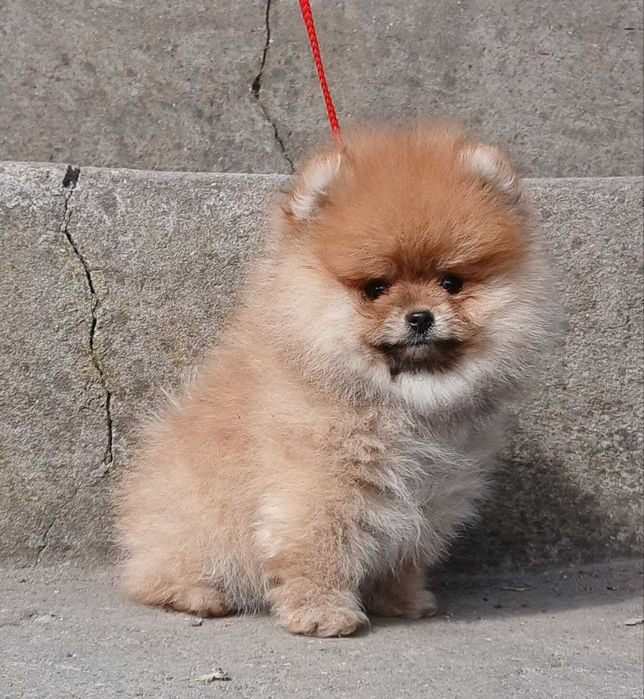 грайливий хлопчик