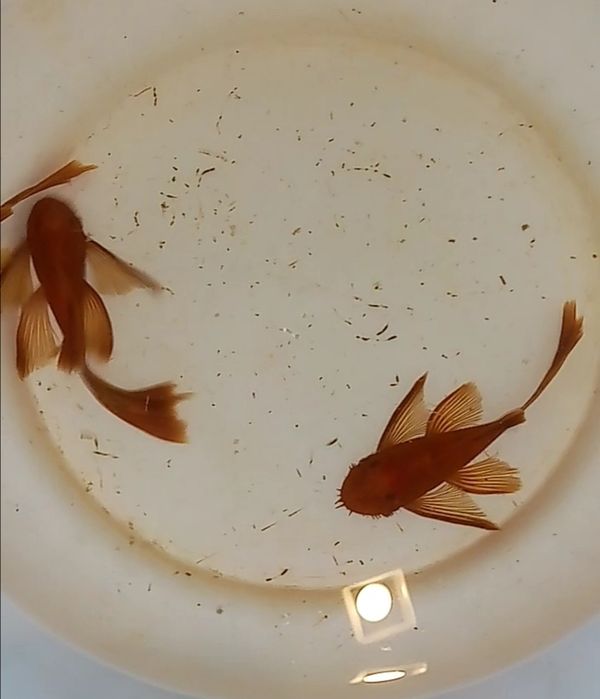 Harem para zbrojnik super red long fin glonojad czerwony Ancistrus