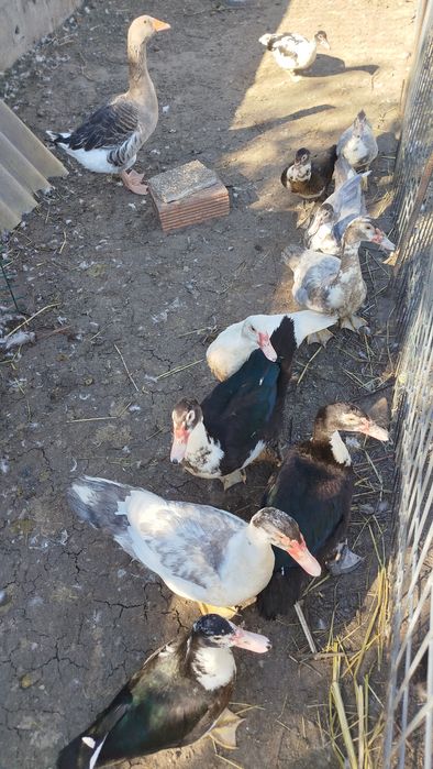 Patos/patas mudos